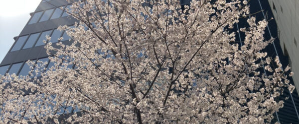 📢桜と夏の匂いが混じる東京で、商社様とイベント準備！