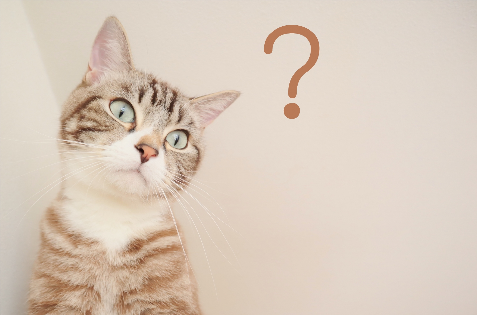 “やりたいことがない”まま就活してOK?